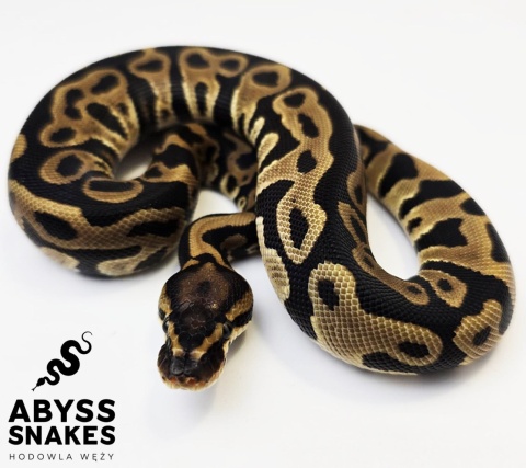0.1 Leopard het Clown