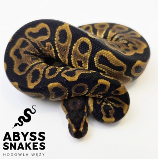 0.1 Leopard het Clown