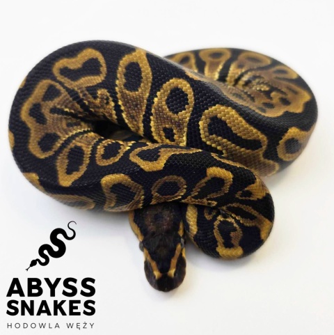 0.1 Leopard het Clown