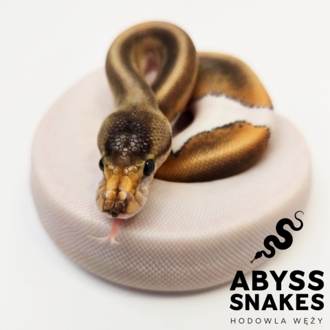 0.1 Mojave Banana Piebald