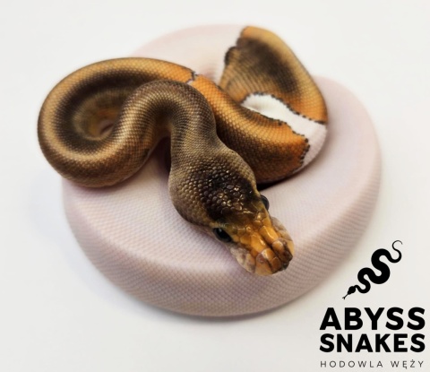 0.1 Mojave Banana Piebald