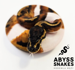 0.1 Piebald