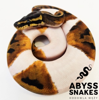 0.1 Piebald