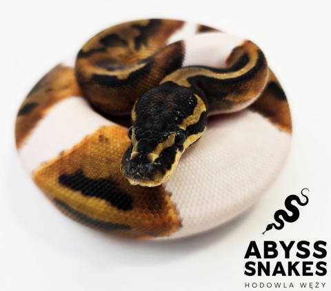 0.1 Piebald