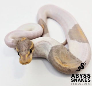 1.0 Black Pastel Banana Piebald