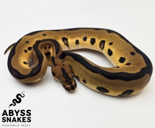 1.0 Leopard Clown