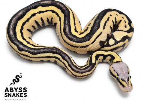 0.1 Pastel Desert Ghost D-Stripe
