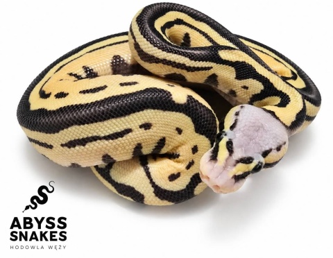 0.1 Pastel Desert Ghost D-Stripe