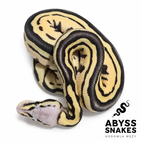 0.1 Pastel Desert Ghost D-Stripe