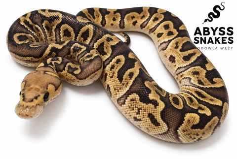 0.1 GHI Fire Clown 50% het Desert Ghost