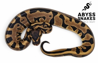 0.1 Leopard het Clown 50% het Desert Ghost