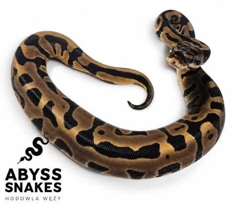 0.1 Leopard het Clown 50% het Desert Ghost