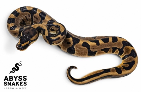 0.1 Leopard het Clown 50% het Desert Ghost