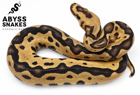 0.1 Leopard Clown 50% het Desert Ghost