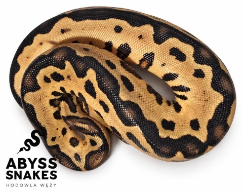 0.1 Leopard Clown 50% het Desert Ghost