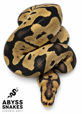 0.1 Leopard Clown 50% het Desert Ghost