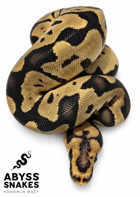0.1 Leopard Clown 50% het Desert Ghost