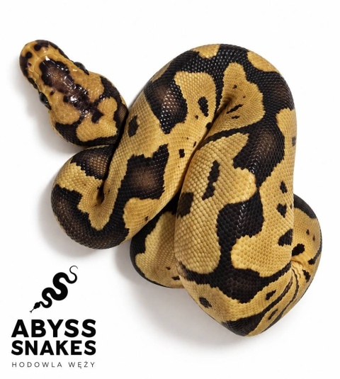 0.1 Leopard Clown 50% het Desert Ghost