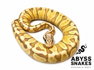 0.1 Pastel Ghi Banana