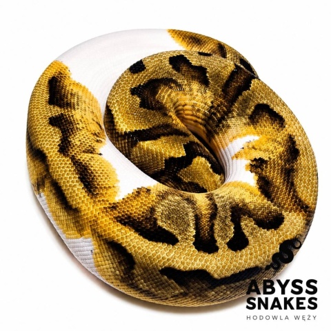 0.1 Enchi Piebald