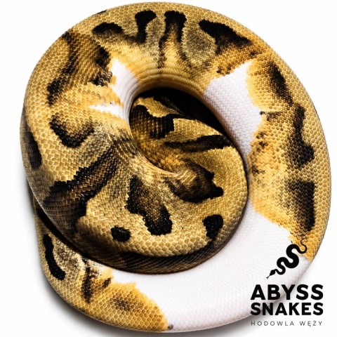 0.1 Enchi Piebald