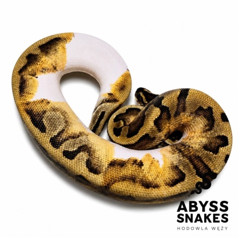 0.1 Enchi Piebald