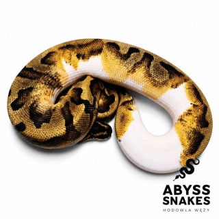 0.1 Enchi Piebald