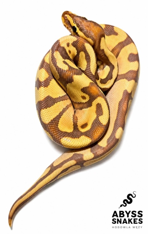 1.0 Banana Enchi