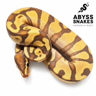 1.0 Banana Enchi