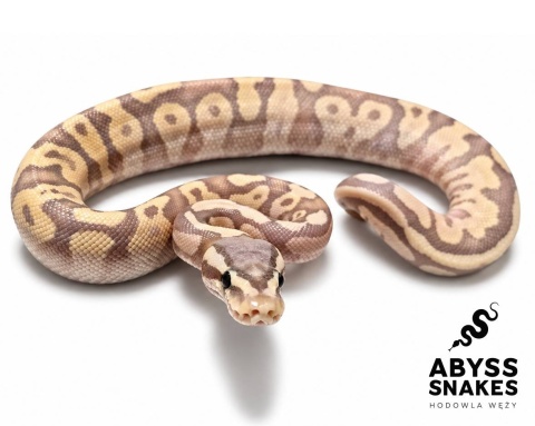 1.0 Banana Pastel