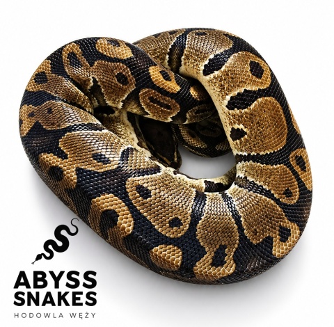 1.0 Classic het Desert Ghost het Piebald