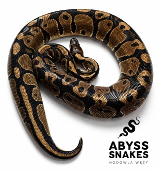1.0 Classic het Desert Ghost het Piebald