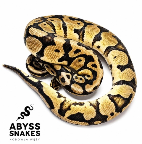 1.0 Pastel het Desert Ghost het Piebald