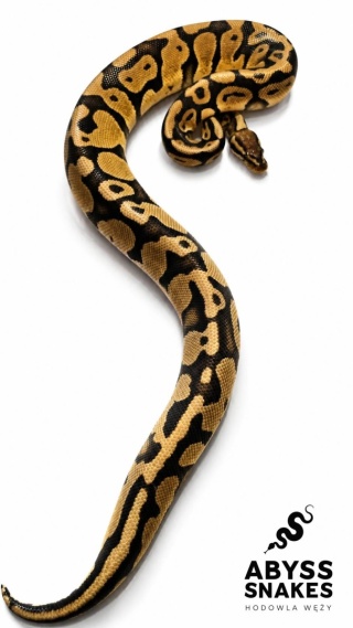 1.0 Pastel het Desert Ghost het Piebald